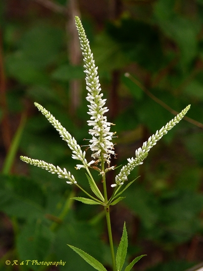 {Veronicastrum virginicum}